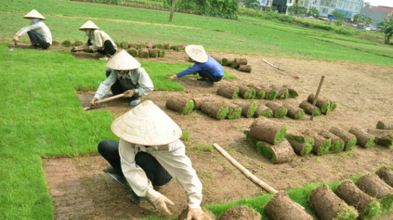 Quá trình trồng cỏ -  Bước để tạo nên mặt sân xanh tươi